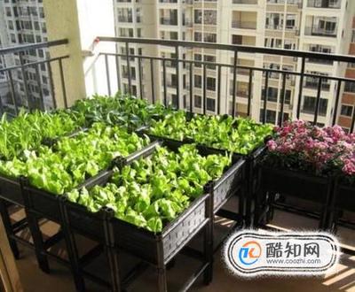 阳台种菜用什么肥料