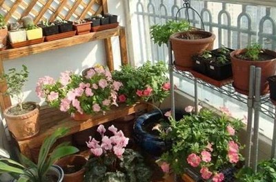 阳台种花