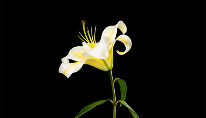 百合英文名