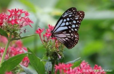深圳蝴蝶谷房价