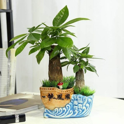 办公桌风水植物