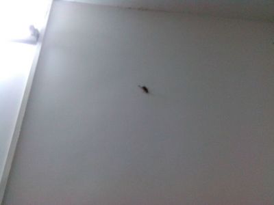 房间为什么会出现蟑螂