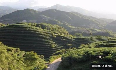 福鼎白茶的产地