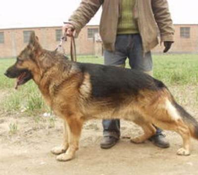 德国牧羊犬起名字大全