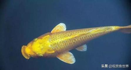 Want to share my f<strong><mark>arowana</mark></strong> for sale ebayi