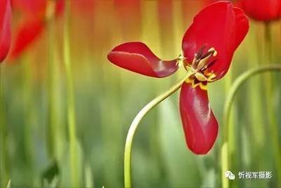 栀子花网名