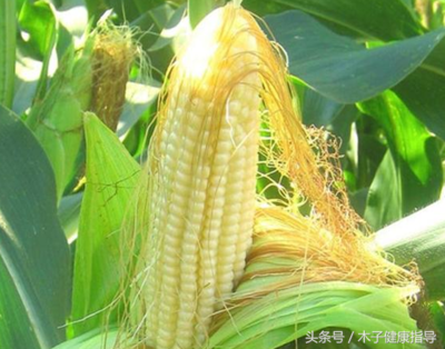 玉米须减肥法