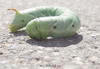 周公解梦 虫子