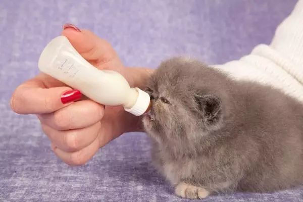 喂小猫羊奶多少钱