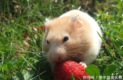 三月的鼠命运怎么样