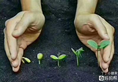 怀孕两个月能吃芒果吗