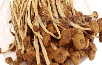 怀孕茶树菇可以吃吗