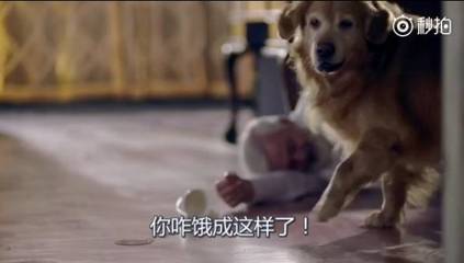 继承遗产的狗