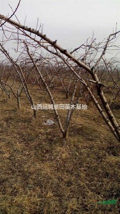 果树保险赔偿标准