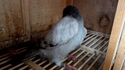 鸽子歪脖子怎么治疗