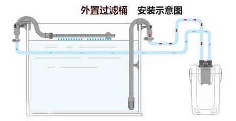 石斑鱼眼睛突出是什么病啊，石斑鱼眼睛有白点病怎么治 黄金达摩鱼