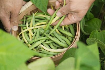 孕妇梦见摘豆角