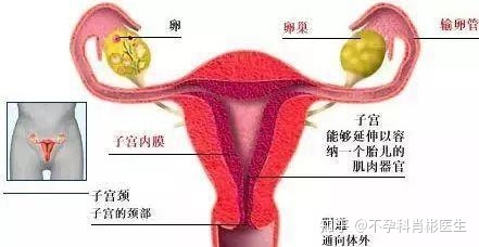 一个卵巢可以怀孕吗