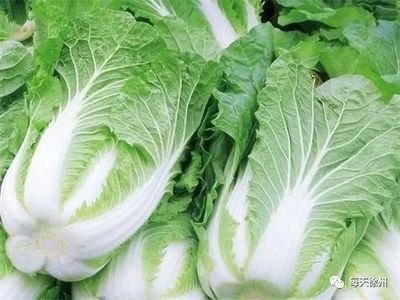 大白菜孕妇可以吃吗