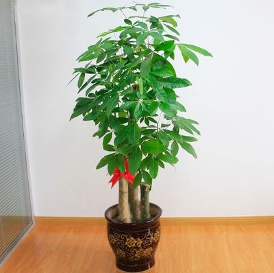 寓意发财的花
