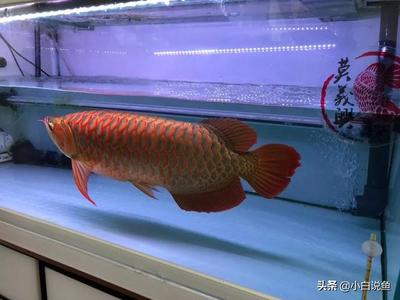 紅龍魚水族箱最佳尺寸：關(guān)于紅龍魚水族箱最佳尺寸的詳細(xì)信息 龍魚百科 第2張