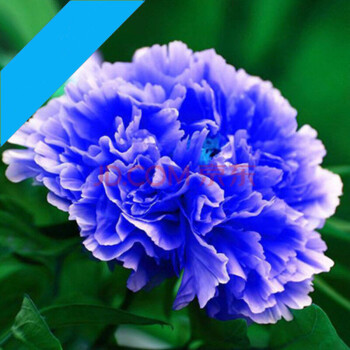 拓新园林专营店 - 京东