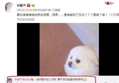 白狗起名