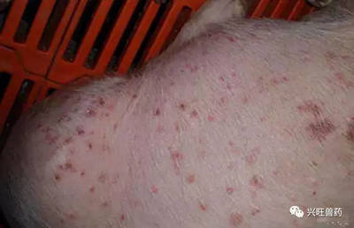 猪湿疹怎么治疗