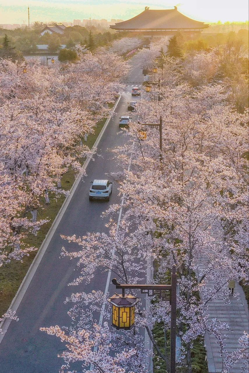扬州樱花大道在哪里