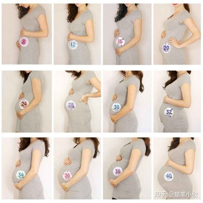怀孕肚子变化图
