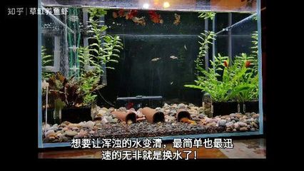 臨沂市水族批發(fā)市場（臨沂市水族批發(fā)市場在哪里）