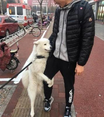 萨摩耶摸哪儿