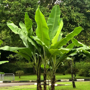 芭蕉树