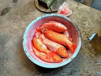红鲤鱼做法大全家常