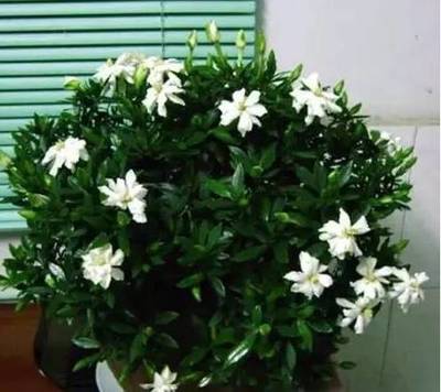 哪些花适合养在室内