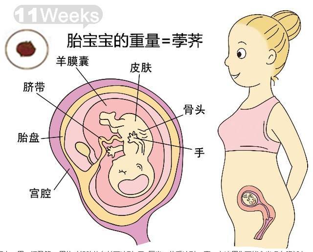怀孕11周宝宝多大图片