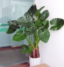 室内盆栽植物图片
