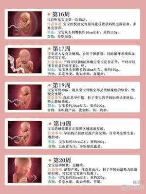 胎儿发育全过程图解