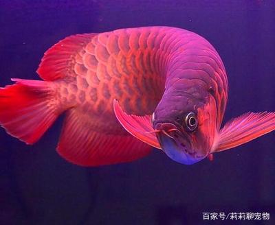 生態(tài)魚缸底砂選擇什么顏色的 水族問答 第2張