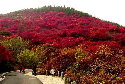 红叶谷旅游