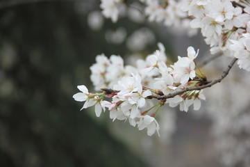 常州红梅公园樱花