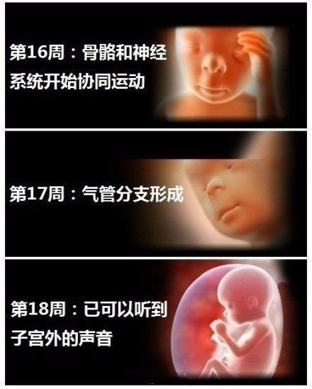 十八周胎儿发育图片