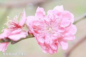 命犯桃花是什么生肖