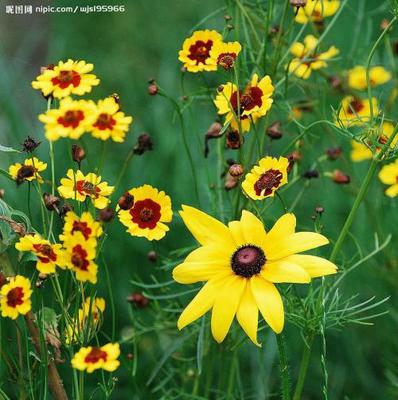 花代表什么生肖