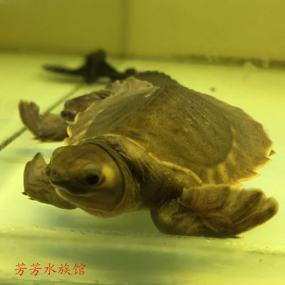 豬鼻龜可以和龍魚一起養(yǎng)嗎：豬鼻龜可以和哪些魚混養(yǎng) 豬鼻龜百科 第2張