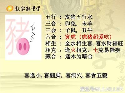 猪年属于五行属什么