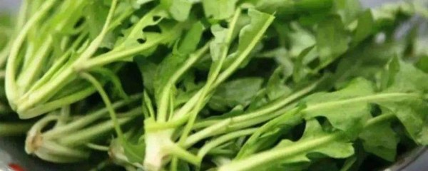 怀孕能吃芥菜