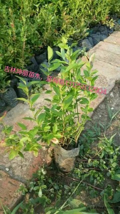 最新苗圃占地赔偿标准