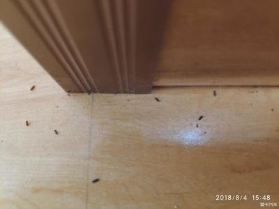 木地板虫子用什么杀死