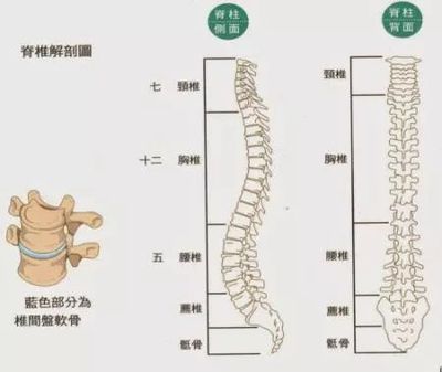 宝宝脊椎弯曲图片